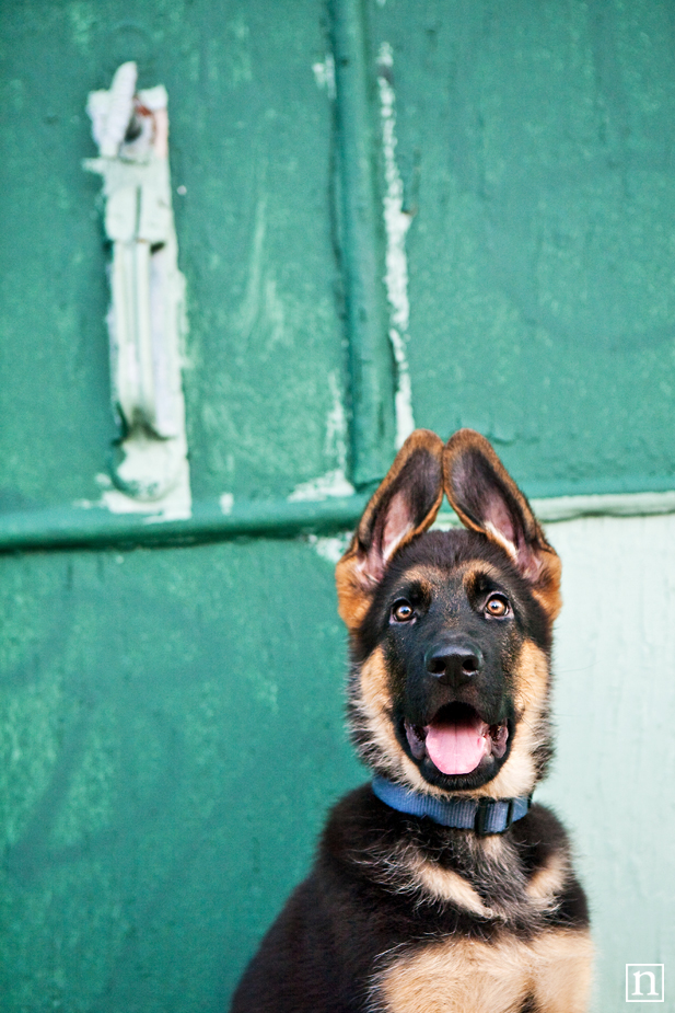 Oakland Dog Photographer - German Shepherd Puppy | Nuena Photography