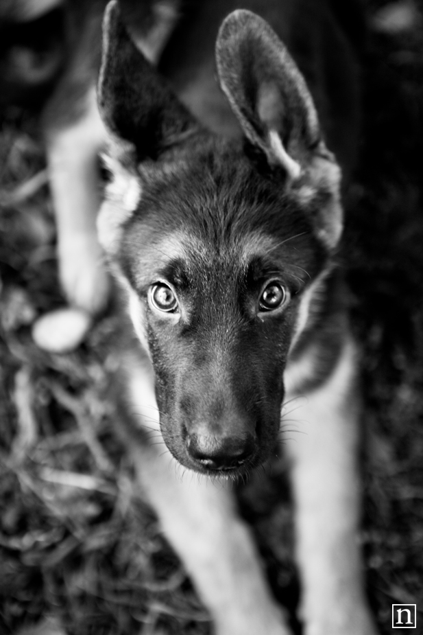 Oakland Dog Photographer - German Shepherd Puppy | Nuena Photography