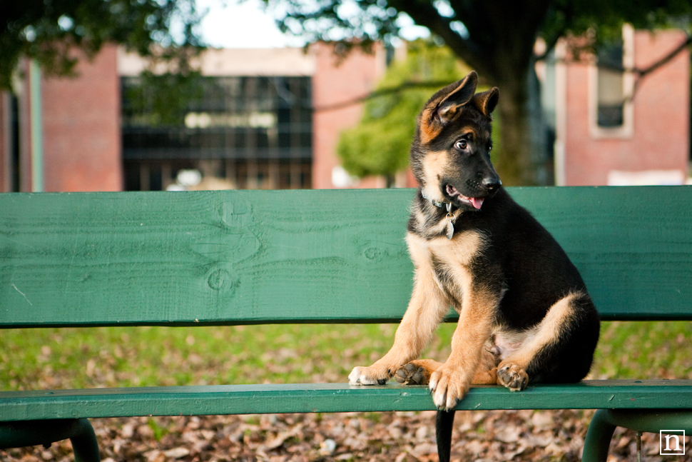 Oakland Dog Photographer - German Shepherd Puppy | Nuena Photography