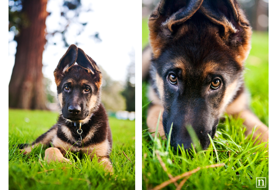 Bogey German Shepherd Puppy San Francisco Dog Photographer