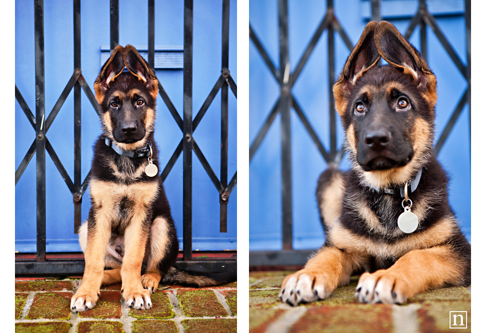 Oakland Dog Photographer - German Shepherd Puppy | Nuena Photography