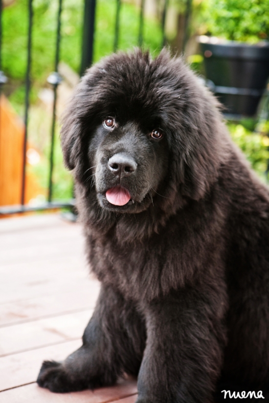 San Francisco Dog Photographer - Newfoundland Puppy | Nuena Photography