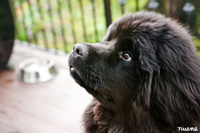San Francisco Dog Photographer - Newfoundland Puppy | Nuena Photography
