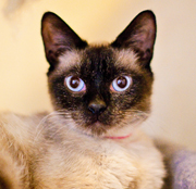 SFSPCA - Courtney - Adopt Me!