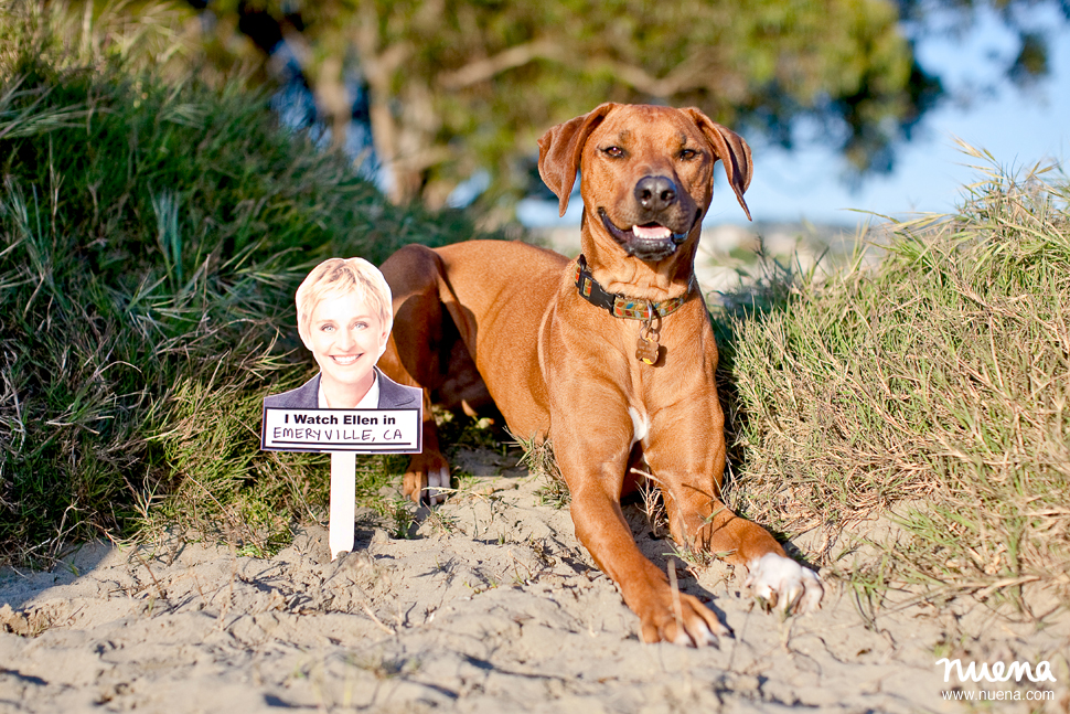 Dear Ellen: Ellen & Sophie