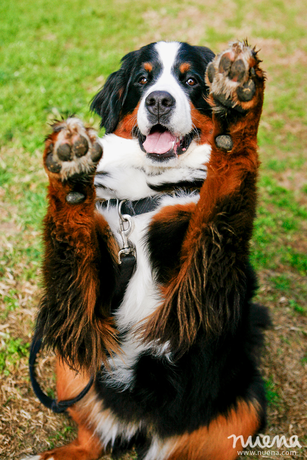 Izzy the Bernese Mountain Dog | San Francisco Pet Photographer