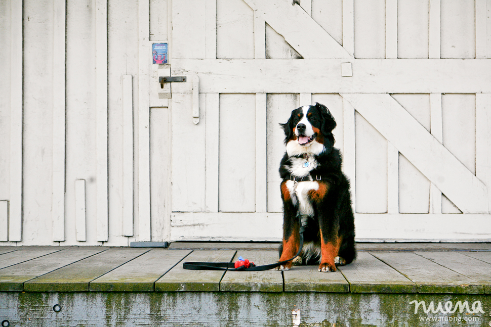 Izzy the Bernese Mountain Dog | San Francisco Pet Photographer