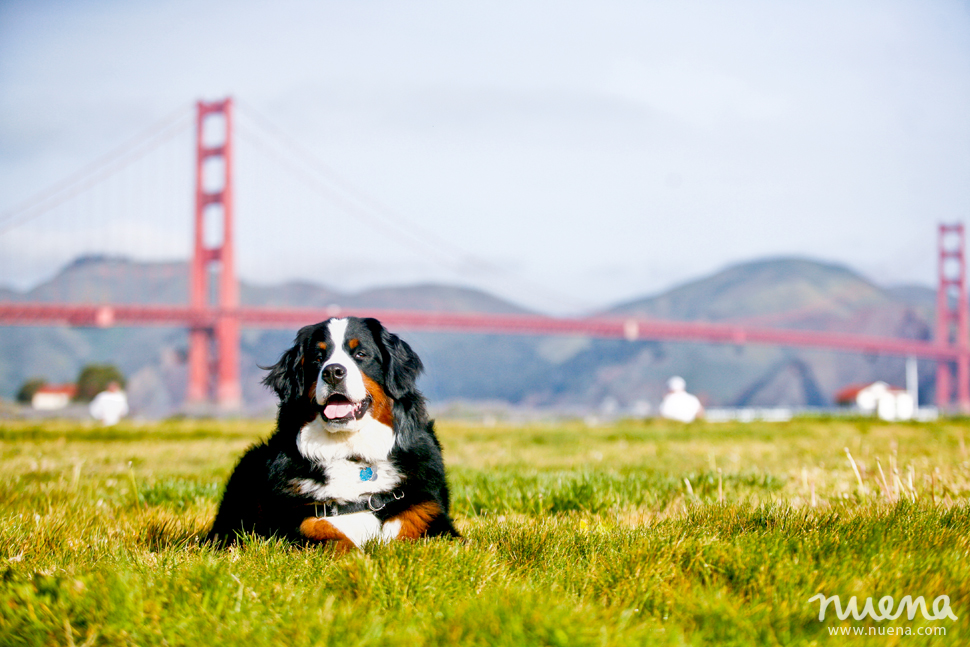 Izzy the Bernese Mountain Dog | San Francisco Pet Photographer