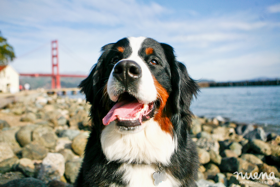 Izzy the Bernese Mountain Dog | San Francisco Pet Photographer