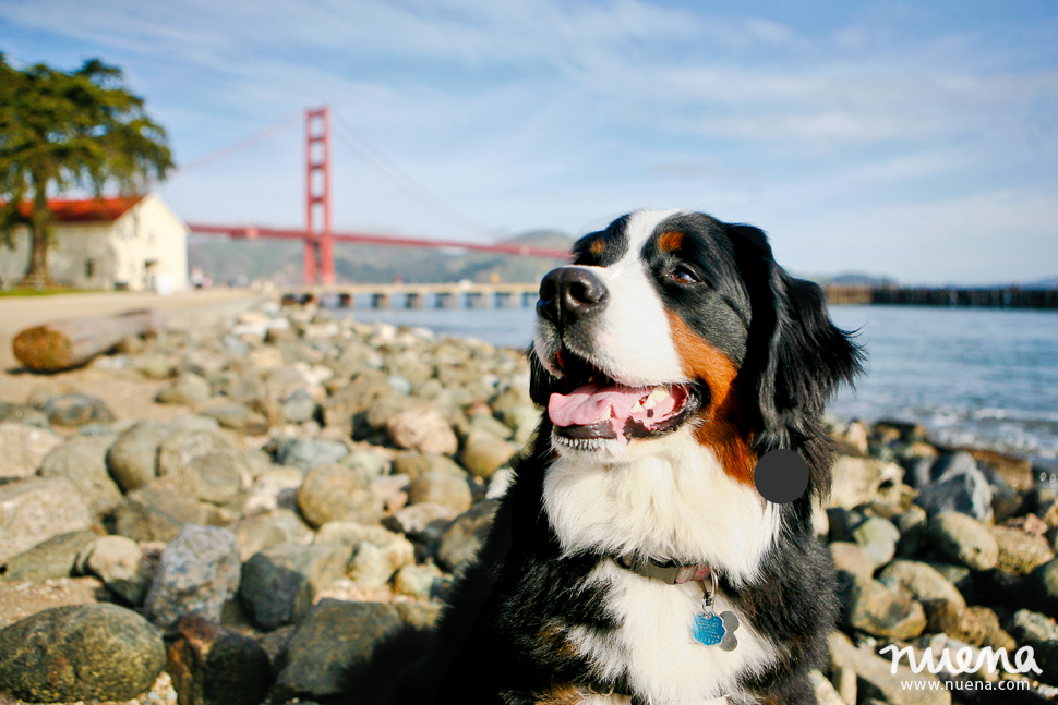 Izzy the Bernese Mountain Dog | San Francisco Pet Photographer