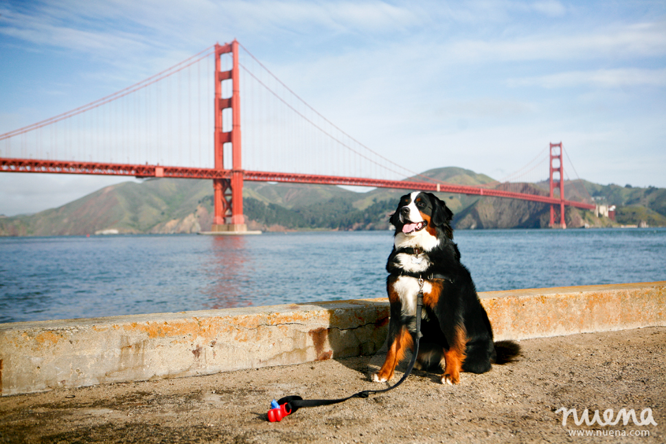 Izzy the Bernese Mountain Dog | San Francisco Pet Photographer