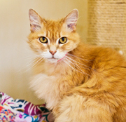 SFSPCA - Josephina - Adopt Me!