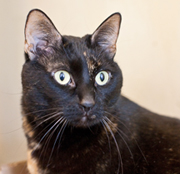 SFSPCA - Kitty Girl - Adopt Me Now!