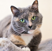 SFSPCA - Luna  - San Francisco Pet Photographer