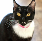 SFSPCA - Mona - Adopt Me Now!