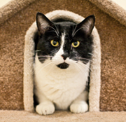 SFSPCA - Oreo Cookie  - San Francisco Pet Photographer