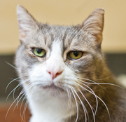 SFSPCA - Walter  - San Francisco Pet Photographer/></a><a title=