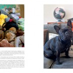 frenchbulldog