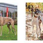 greyhound