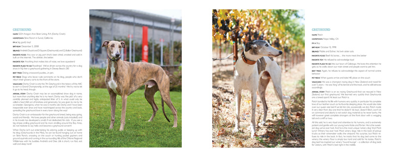 greyhound greyhound