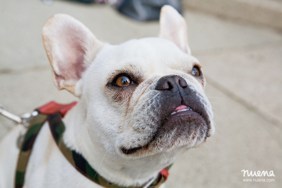 Dog Photographer San Francisco - French Bulldog | Nuena Photography