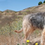 otterhound
