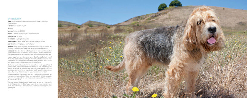 otterhound otterhound