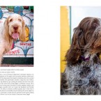 Project DOG - Spinone Italiano