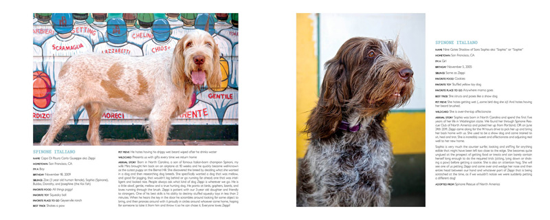 Project DOG - Spinone Italiano Project DOG - Spinone Italiano