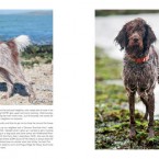 Project DOg - Wirehaired Pointing Griffon