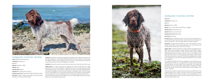 Project DOg - Wirehaired Pointing Griffon Project DOg - Wirehaired Pointing Griffon