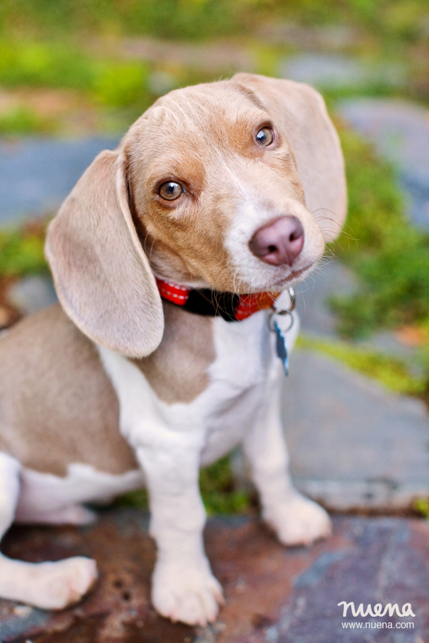 Marin Pet Photographer - Beagle Puppy | Nuena Photography