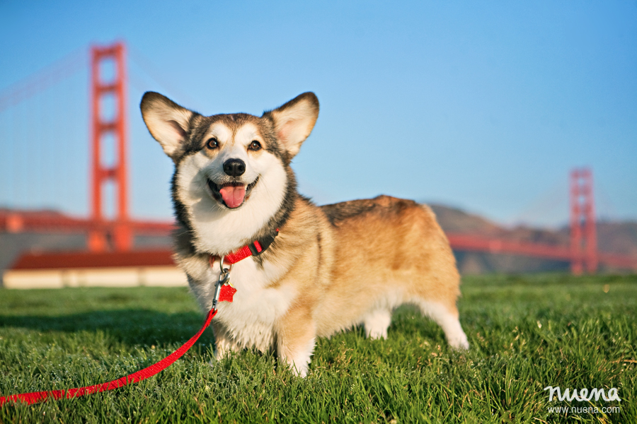 Pet Photographer Bay Area - Pembroke Welsh Corgi | Nuena Photography