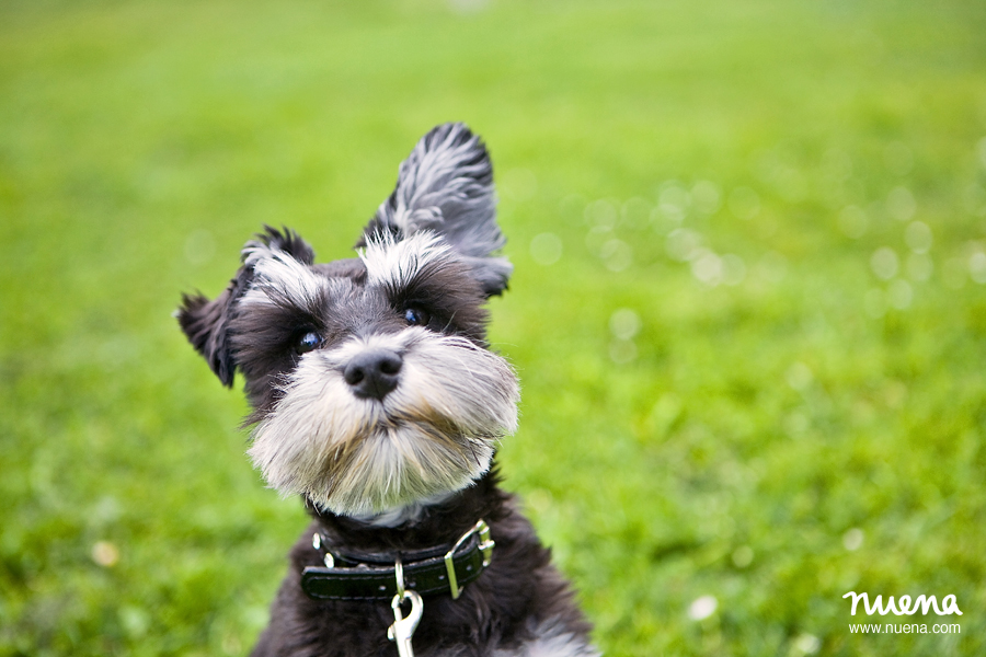 Bay Area Pet Photographer - Mini Schnauzer Puppy | Nuena Photography