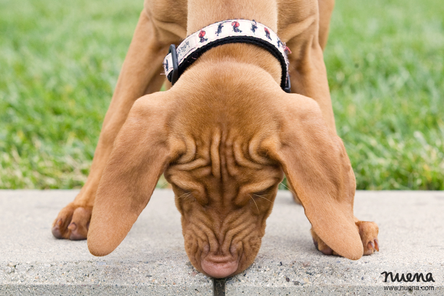 Bay Area Pet Photographer - Vizsla Puppy | Nuena Photography