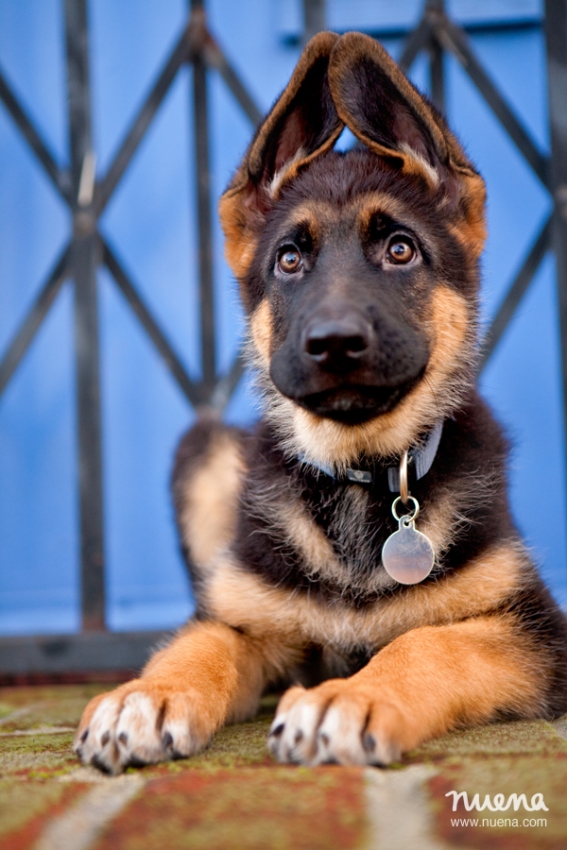 Bay Area Pet Photographer - German Shepherd Puppy | Nuena Photography