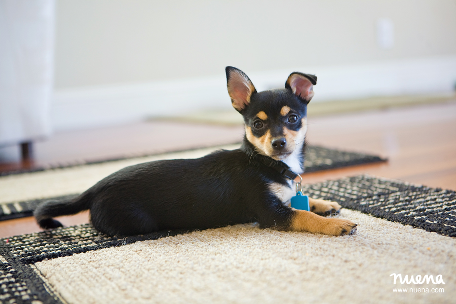 Bay Area Pet Photographer - Chihuahua Mix Puppy | Nuena Photography