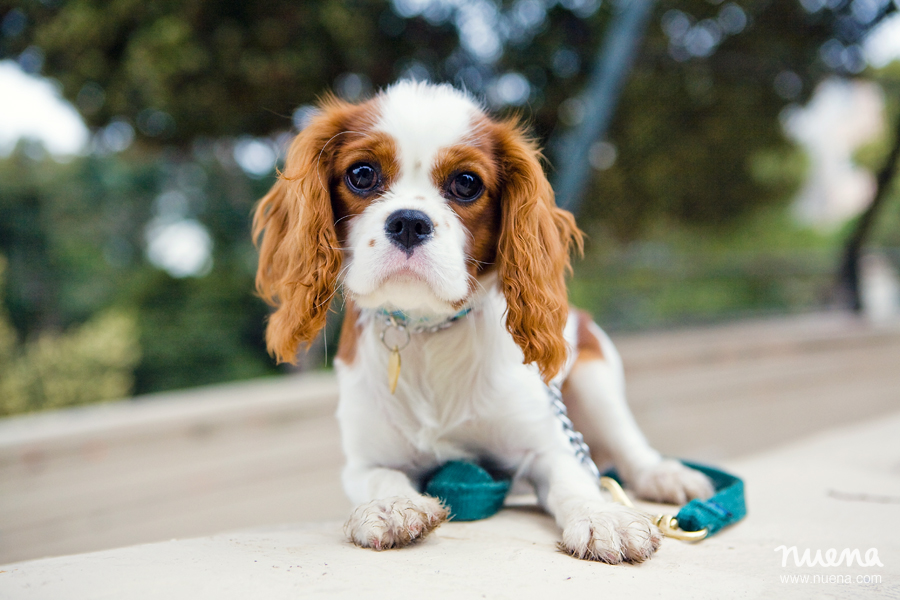 Bay Area Pet Photographer - King Charles Spaniel Puppy | Nuena Photography