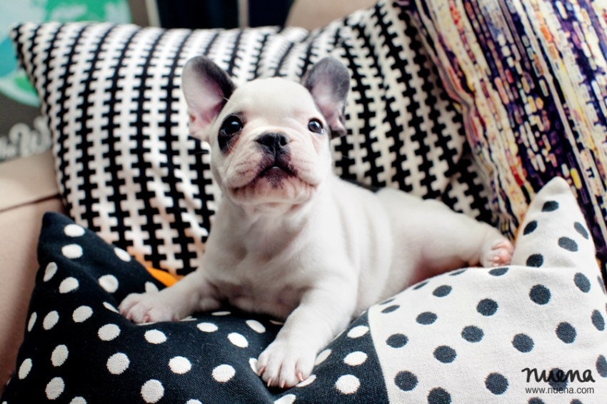 Bay Area Pet Photographer - French Bulldog Puppy | Nuena Photography