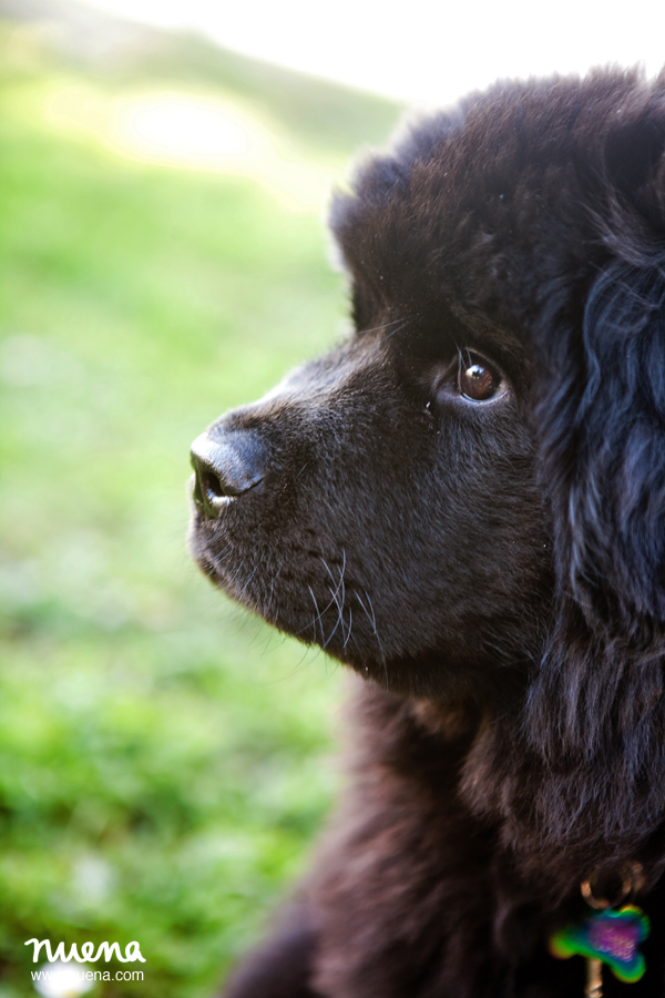 Bay Area Pet Photographer - Newfoundland Puppy | Nuena Photography