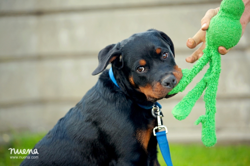 Bay Area Pet Photographer - Rottweiler Puppy | Nuena Photography