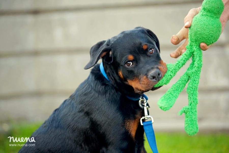 Bay Area Pet Photographer - Rottweiler Puppy | Nuena Photography