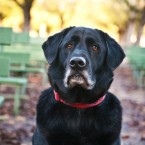 Potter the Labrador Retriever | Nuena Photography | San Francisco Dog Photographer