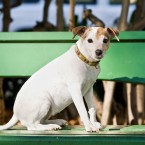 Bella the Jack Russell Terrier | Nuena Photography | San Francisco Dog Photographer
