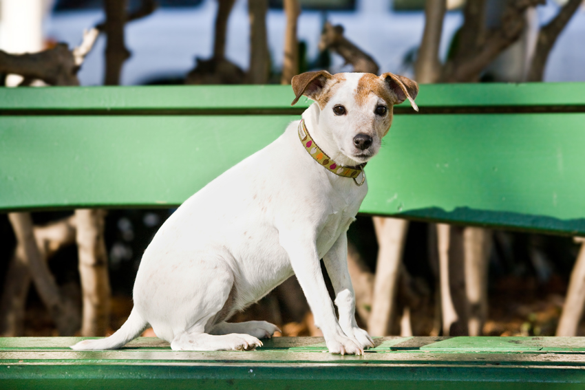 Bella the Jack Russell Terrier | Nuena Photography | San Francisco Dog Photographer