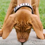 Bijou the Vizsla | Nuena Photography | San Francisco Dog Photographer