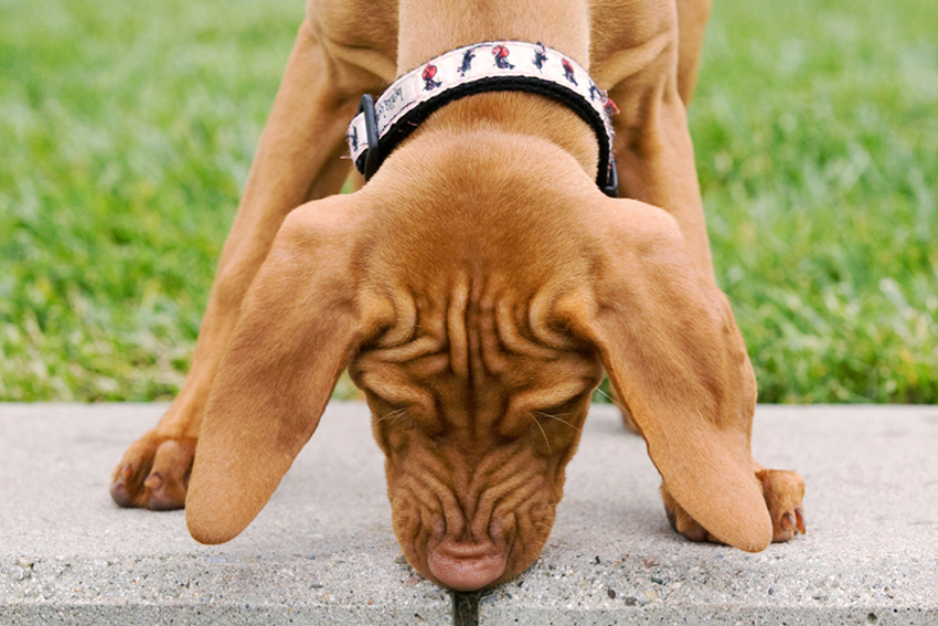 Bijou the Vizsla | Nuena Photography | San Francisco Dog Photographer