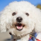 Chloe the Bichon Frise | Nuena Photography | San Francisco Dog Photographer