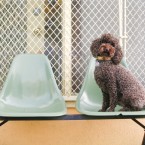 Farfel the Mini Poodle | Nuena Photography | San Francisco Dog Photographer