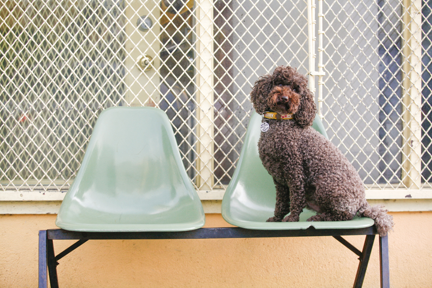 Farfel the Mini Poodle | Nuena Photography | San Francisco Dog Photographer